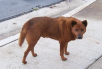 Red Dog 1