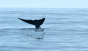 BlueWhale_fluke2_MB_cropped