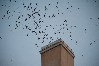 swifts_9249_Martha_small